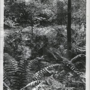 1944 Press Photo Nature Garden Ferns Plants Man Trees New For Sale