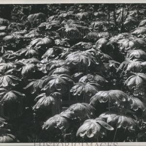 1944 Press Photo Apple Trees Fruits Nature Mountains Outlet Big Discount