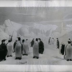 1944 Press Photo Emperor Penguins Clearance Best Place