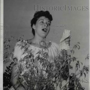 1947 Press Photo Ragweed Have Allergy Sufferers Sneezing Cheap Pice Free Shipping