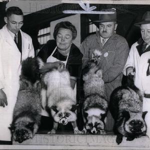1948 Press Photo Mink Animal Show Outlet Where Can You Find