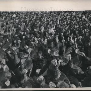 1948 Press Photo Flock of Turkeys at a Turkey Farm - neb71405 Clearance Outlet