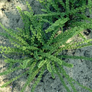 Wijfjesvaren - Athyrium filix-femina 'Frizelliae' Buy Cheap Choice