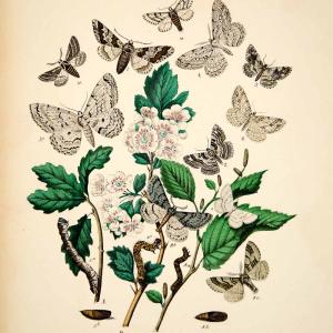 1882 Hand-Colored Lithograph WF Kirby Art Oak Fruit Beauty Moth Insect Bugs EBM1 Cheap Sale Pay With Paypal
