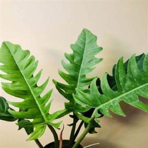 Philodendron Jungle Boogie Discount Visit New