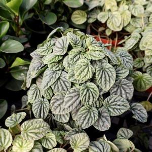 Peperomia Frost Ripple Buy Cheap Footlocker Pictures