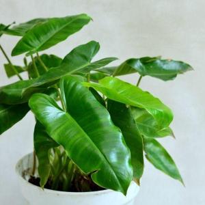 Philodendron Burle Marx Reliable Online