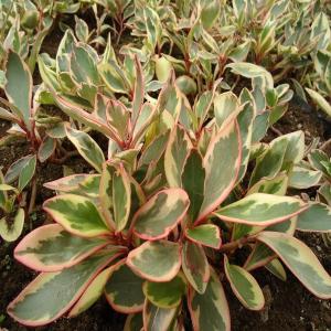 Peperomia Ginny Clearance Discounts