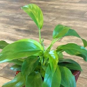 Philodendron Eva Sale With Paypal