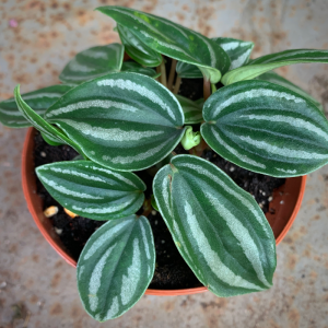 Peperomia Mini-Watermelon Outlet Store Locations