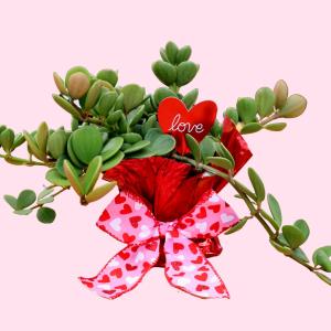 Peperomia Hope Cheap Discount Sale