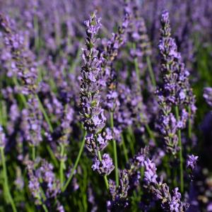 Phenomenal Lavender Best Pices Cheap Pice