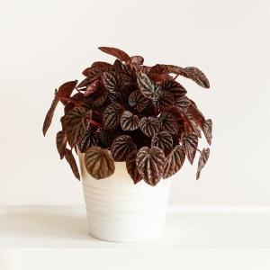 Peperomia Burgundy Ripple Cheap Sale Sast