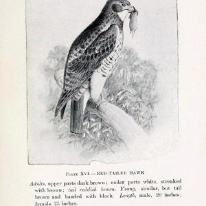 Birds of village and field:.Boston,Houghton, Mifflin and company,1898.  | 59.82:08 Birds  | Vintage Print Reproduction 462937 Clearance Fashionable