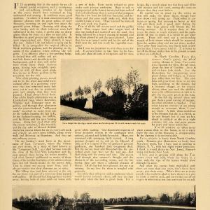 1907 Article Yuccas Hedge Plant Decor Lindsay Patterson - ORIGINAL CL9 Discount Low Cost