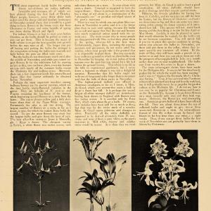 1907 Article Nov Flower Bulb Planting Thomas McAdam - ORIGINAL CL9 Buy Cheap Footlocker Finishline