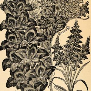 1896 Print Gladiolus Childsi Flowers Art J. L. Childs - ORIGINAL HISTORIC MAY1 Visit New