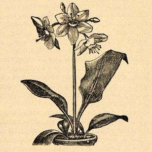 1896 Print Eucharis Bulb Flower Garden Plant Botanical ORIGINAL HISTORIC MAY1 Best Pices Cheap Pice