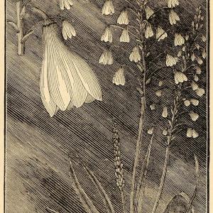 1896 Print Hyacinth Flower Garden Bulb Apollo Myth God ORIGINAL HISTORIC MAY1 Discount For Nice