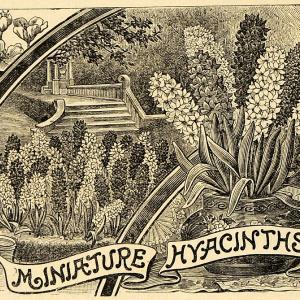 1896 Print Miniature Hyacinths Flowers Asparagaceae - ORIGINAL HISTORIC MAY1 With Paypal Online