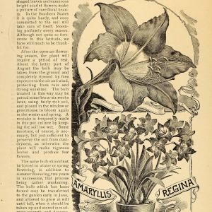 1896 Article Queen Amaryllis Regina Flower Plant Garden - ORIGINAL MAY1 Clearance Inexpensive