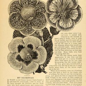 1896 Article Gloxinias Martha Clowe Flowers Plants Bulb - ORIGINAL MAY1 From China Free Shipping Low Pice