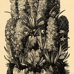 1896 Print Dutch Hyacinths Flowers Asparagaceae Family Floral Botanical MAY1 Recommend For Sale