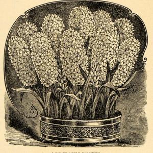 1896 Print Dutch Hyacinths Flowers Asparagaceae Family ORIGINAL HISTORIC MAY1 Free Shipping Wiki