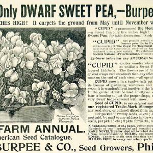 1896 Ad W Atlee Burpee Seed Grower Dwarf Sweet Pea Cupid Plant Philadelphia CCG1 Discount Countdown Package