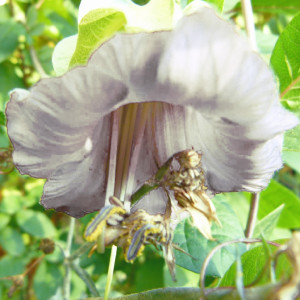 Cobaea scandens <br>CUP AND SAUCER WHITE CATHEDRAL BELLS For Sale Top Quality