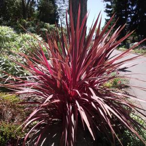 Cordyline australis purpurea <br>RED SPIKE, CORDYLINE Sale Top Quality