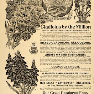 1896 Ad John Lewis Childs Floral Park Gladiolus Garden - ORIGINAL MAY1 Footlocker Cheap Online
