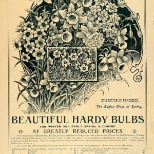 1896 Ad Daffodils Poeticus Garden Bulbs Flowers Floral - ORIGINAL MAY1 Cheap Footlocker