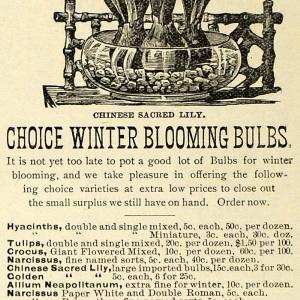 1896 Ad John Lewis Chinese Sacred Lily Bulb Flower - ORIGINAL ADVERTISING MAY1 Online Cheap Online