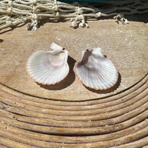 Mimachlamy gloriosa Pair Sale Browse