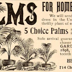 1898 Ad Palm Tree Plants Home Adornment Kentia Latania Household Henry N YDL1 Cheap Nicekicks