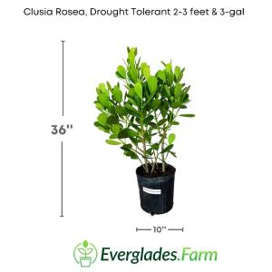 Clusia Bush Best Privacy Hedge Tree - 3 feet tall - [2 PACK] With Mastercard Cheap Pice