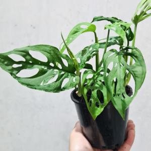 Monstera adansonii 'Esqueleto' - 100mm Buy Cheap Wiki