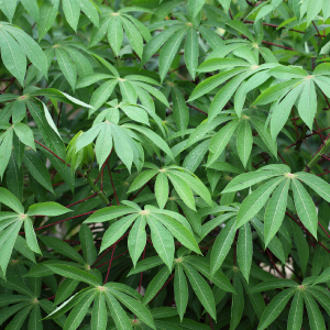 Yuca Root (Manihot esculenta) 2025 Newest