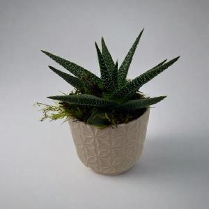 Zebra Plant with a Ceramic Pot Cheap Sale Low Cost