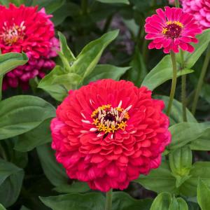 Zinnia 'Benarys Giant Carmine' (fr) Buy Cheap Manchester