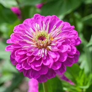 Zinnia 'Benarys Giant Lilac' (fr) Best Pices