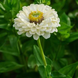 Zinnia 'Benarys Giant White' (fr) Cheap Low Shipping Fee