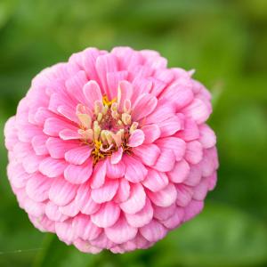 Zinnia 'Benarys Giant Bright Pink' (fr) Free Shipping Best Seller