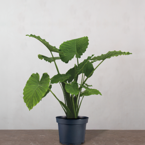 Alocasia - 70-90 cm Pictures For Sale