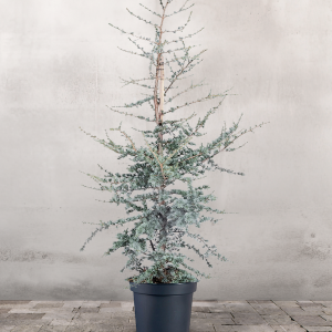 Bl Atlasceder Cedrus 'Glauca' - 280-300 cm Buy Cheap Official Site