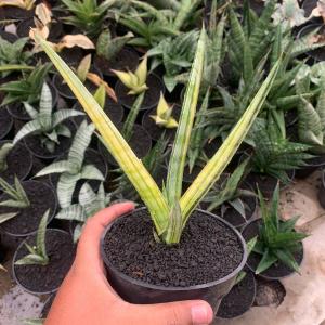 sansevieria frostispir variegayed View Cheap Online
