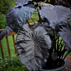 'Black Coral' | Colocasia | Elephant Ears | Tropical Plant Clearance Fashionable