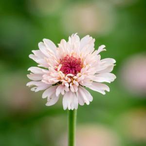 Zinnia 'Zinderella Lilac' (fr) Pay With Paypal For Sale