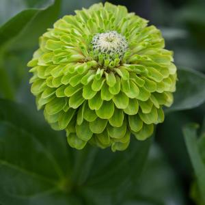 Zinnia 'Benarys Giant Lime' (fr) Real Sale Online